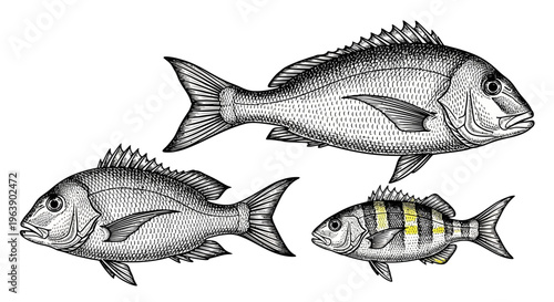 Hand Drawn Illustration of Three Different Fish Species