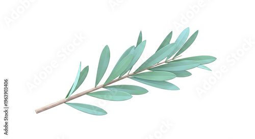 Olive branch with green leaves against white background