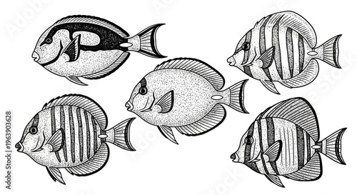 Set of Hand Drawn Tropical Surgeonfish Illustrations