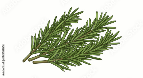 A cluster of fragrant green rosemary sprigs on a white background
