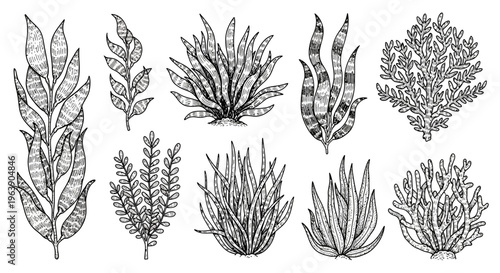 Set of Hand Drawn Seaweed and Coral Illustrations
