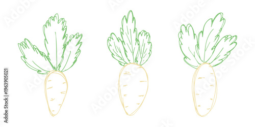 Hand drawn farm daikon radish plant with green leaves Fresh vegetable doodle set Healthy eco food Organic garden vegetarian food For design, print, packaging, decor, kids books