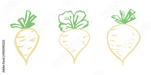 Hand drawn farm daikon radish plant with green leaves Fresh vegetable doodle set Healthy eco food Organic garden vegetarian food For design, print, packaging, decor, kids books