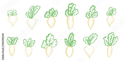 Hand drawn farm daikon radish plant with green leaves Fresh vegetable doodle set Healthy eco food Organic garden vegetarian food For design, print, packaging, decor, kids books