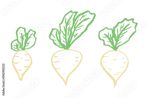 Hand drawn farm daikon radish plant with green leaves Fresh vegetable doodle set Healthy eco food Organic garden vegetarian food For design, print, packaging, decor, kids books
