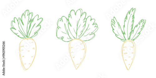 Hand drawn farm daikon radish plant with green leaves Fresh vegetable doodle set Healthy eco food Organic garden vegetarian food For design, print, packaging, decor, kids books