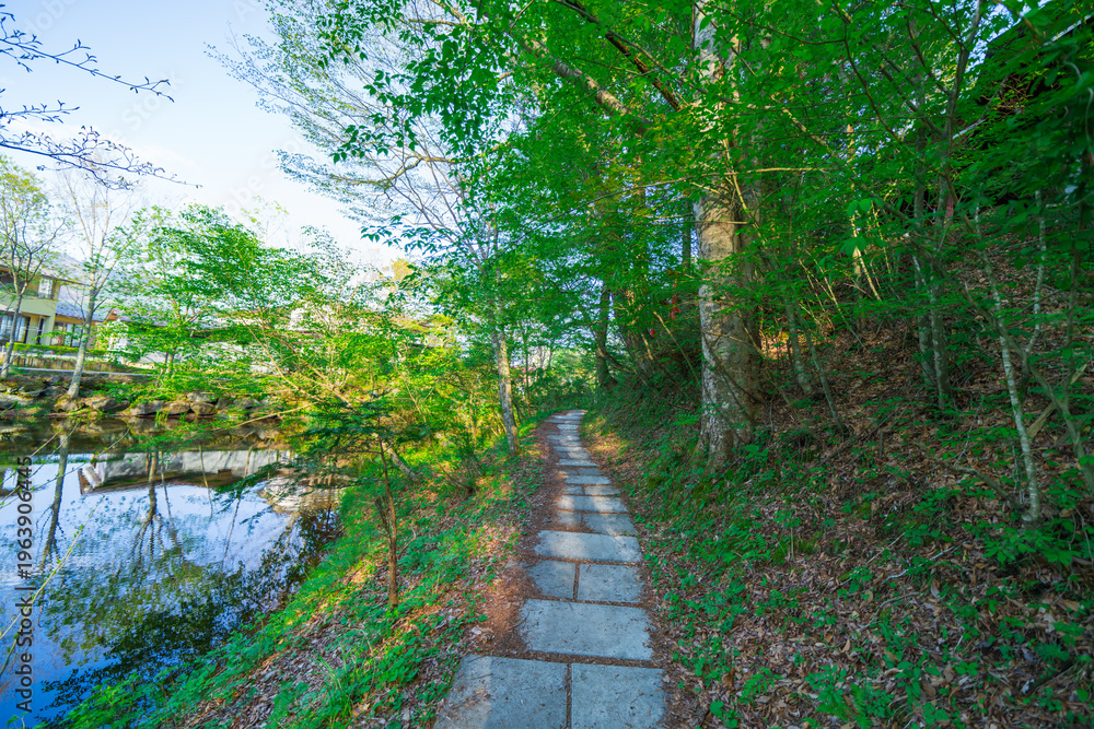 Obraz premium 山梨の忍野八海の池