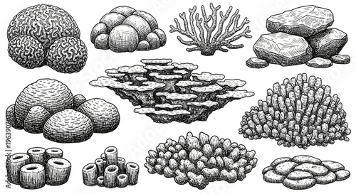 Set of Hand Drawn Marine Corals and Underwater Rocks