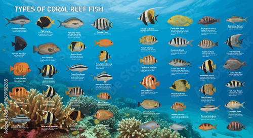 Educational Poster Featuring Various Types of Tropical Coral Reef Fish