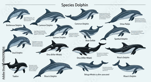 Educational Infographic Poster Featuring Various Dolphin and Whale Species