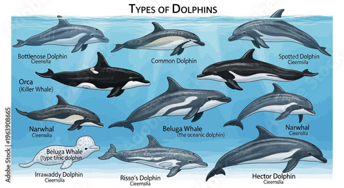 Educational Chart Illustrating Various Types of Dolphins and Marine Mammals