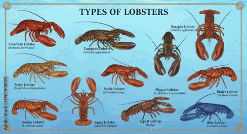 Educational Poster of Various Lobster Species and Crustacean Types