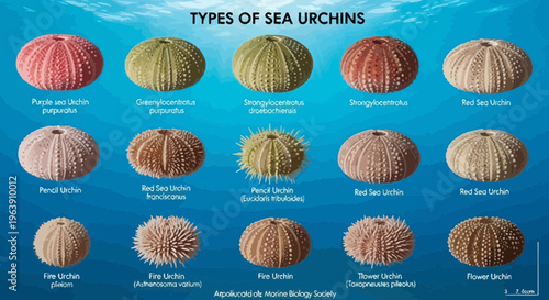Educational Chart of Various Sea Urchin Species