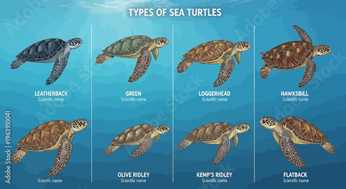 Educational Infographic of Different Sea Turtle Species