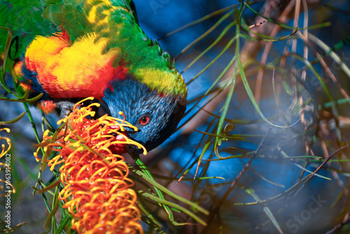 Rainbow Lorikeet