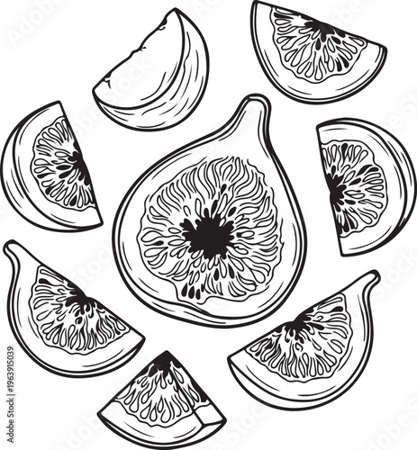 Fresh Figs Halved and Sliced Detailed Line Art Illustration