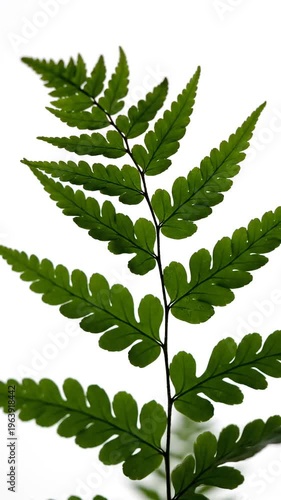 Green fern leaf on white background.