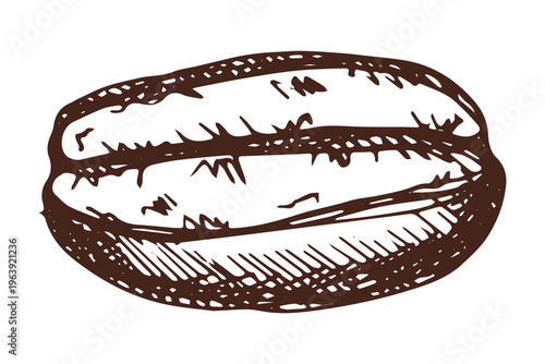 Hand drawn fresh roasted coffee bean Arabica robusta seed doodle Single element for print, web, design, decor