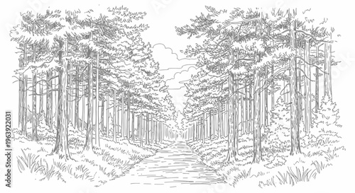 Pencil Sketch Illustration of a Path Through a Pine Forest