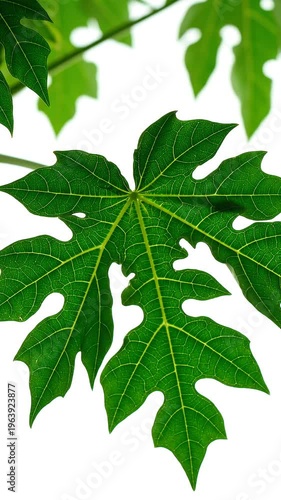 Green leafy plant with white background.