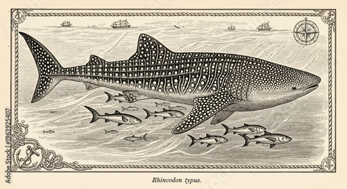 Vintage Whale Shark Illustration Rhincodon Typus
