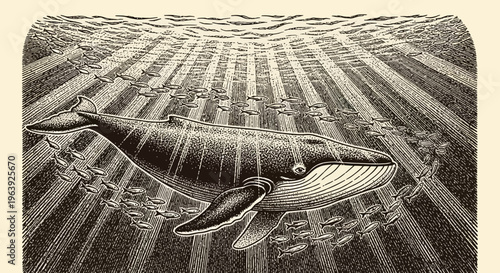 Engraving Style Illustration of a Humpback Whale Swimming Underwater
