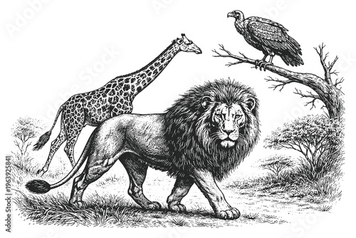 Richly detailed vintage engraving vector illustration of a lion, giraffe, and vulture in an African savannah landscape with acacia trees background.