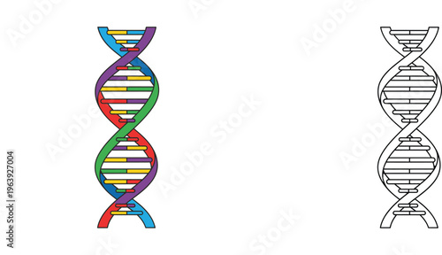 DNA Double Helix Icon Set featuring Colorful and Outline Vector Illustrations for Genetics Science Education Biology Research and Biotechnology Healthcare Projects