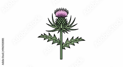 A single green thistle plant with prickly leaves and a purple flower head