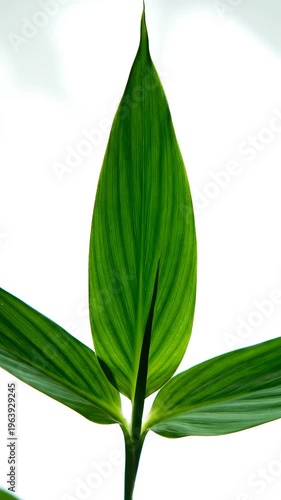 Green plant leaves on white background.