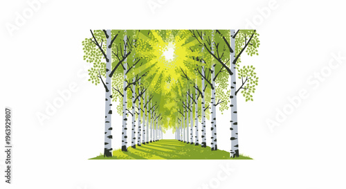 A sunlit path through a bright green birch tree forest