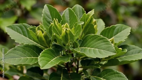 Green plant with leafy foliage closeup.