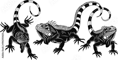Detailed black and white iguana vector illustration set with three reptiles realistic scales stripes wildlife tattoo design isolated background graphic