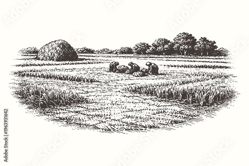 Classic woodcut vector illustration of farmers harvesting rice in a vast paddy field with traditional haystacks under a clear sky in a rural village.