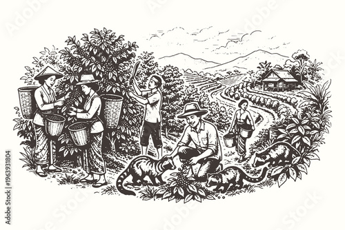 Vintage engraving vector illustration of workers harvesting coffee beans in a plantation with civet cats in a traditional rural mountain landscape scene.