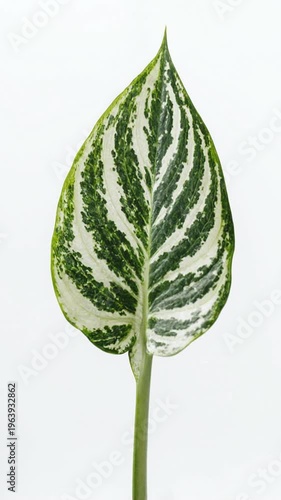 Close up of green leaf plant.