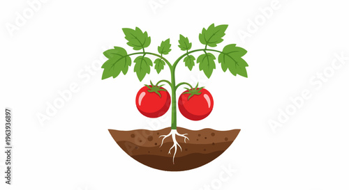 A stylized illustration of a tomato plant with roots and two ripe fruits