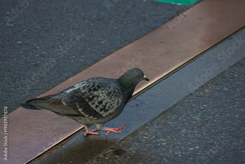 Start of the day at Nishitetsu Kurume Station