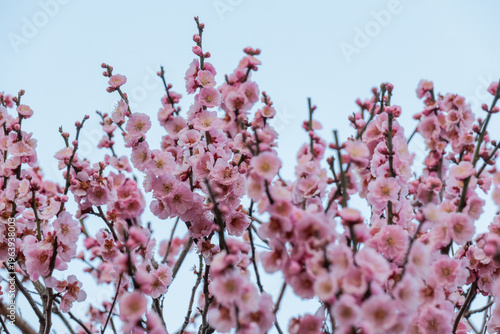Plum blossoms signaling spring at Dazaifu Tenmangu Shrine