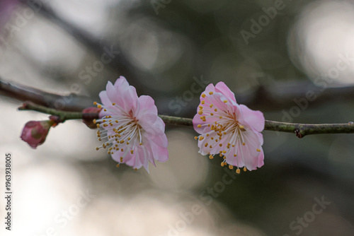 Peak plum blossoms at Dazaifu Tenmangu Shrine