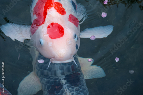 Koi fish at Dazaifu Tenmangu Shrine
