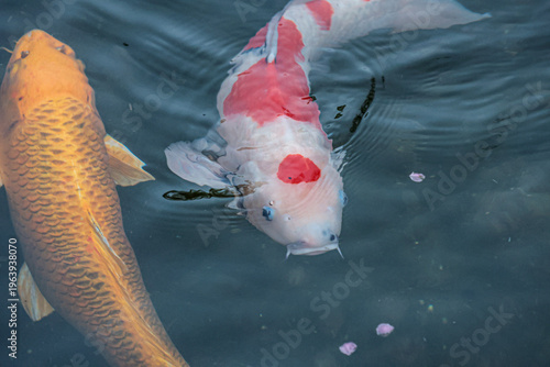 Koi fish in the pond at Dazaifu Tenmangu Shrine