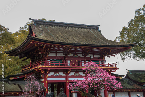 Plum blossoms in bloom at Dazaifu Tenmangu Shrine