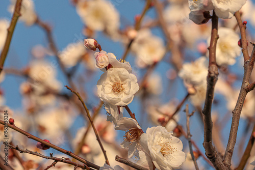 Plum blossoms at Dazaifu Tenmangu Shrine