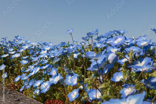 Early blooming nemophila in Osaka March