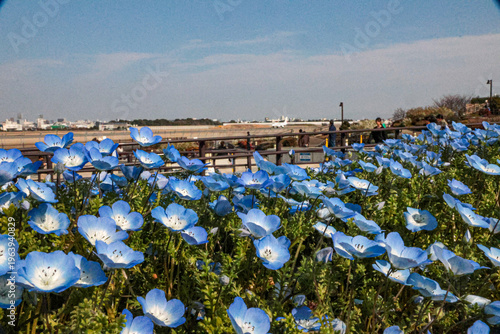 Spring nemophila flowers in Osaka