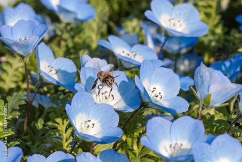 Nemophila field in Osaka March