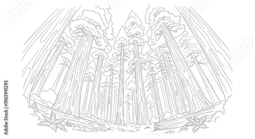 Giant Redwood Forest Coloring Page Line Art