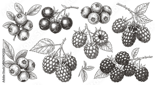 Hand Drawn Berry Collection Set with Blueberries and Raspberries