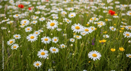 Blooming daisy field with white wildflowers, vibrant summer meadow with oxeye daisies and red poppies, natural floral background for spring